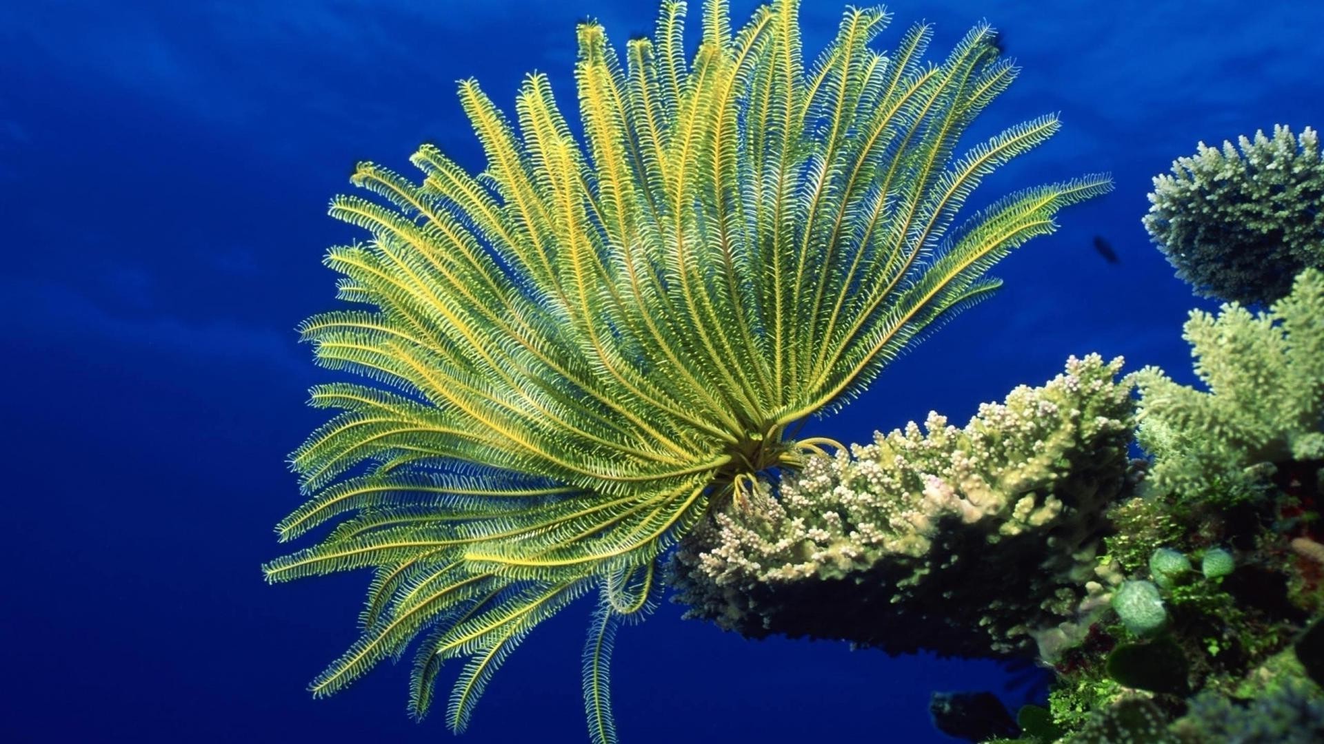 fleurs sous-marin océan mer tropical corail nature eau invertébrés récif couleur exotic paysage voyage à l extérieur