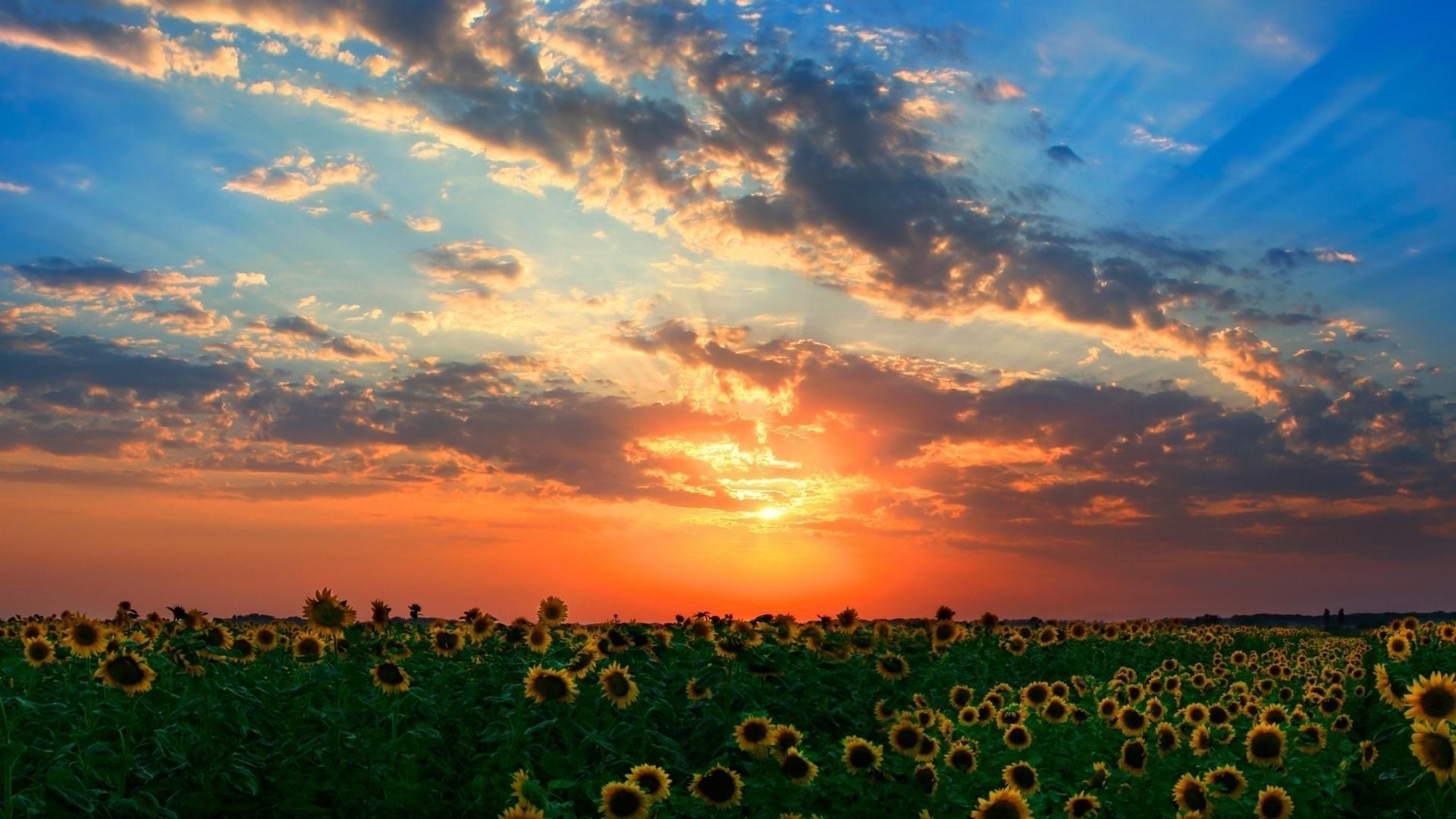 the sunset and sunrise nature agriculture sunset sky sun outdoors landscape dawn fair weather rural summer countryside field