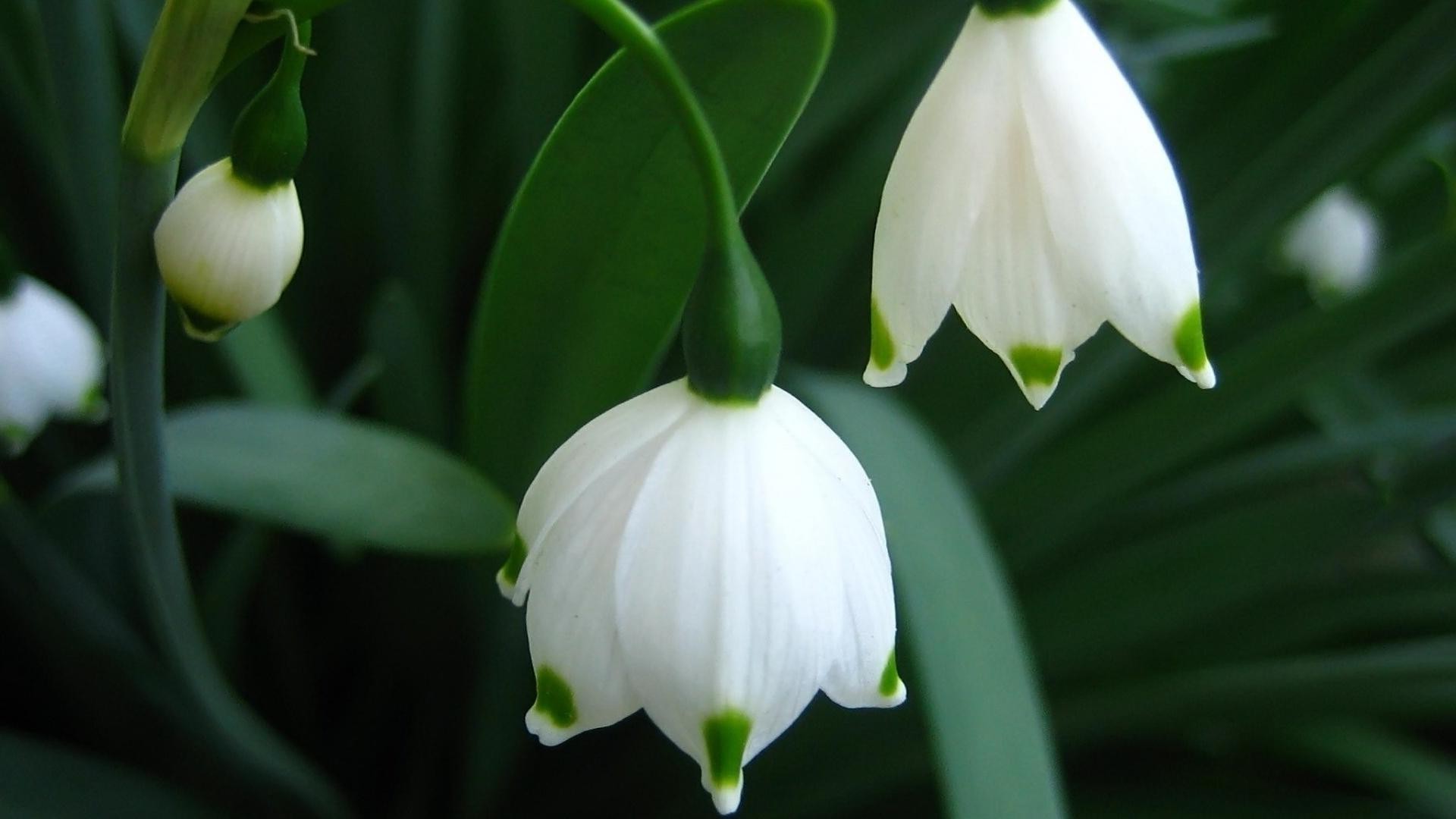 kwiaty liść kwiat natura ogród flora na zewnątrz wzrost