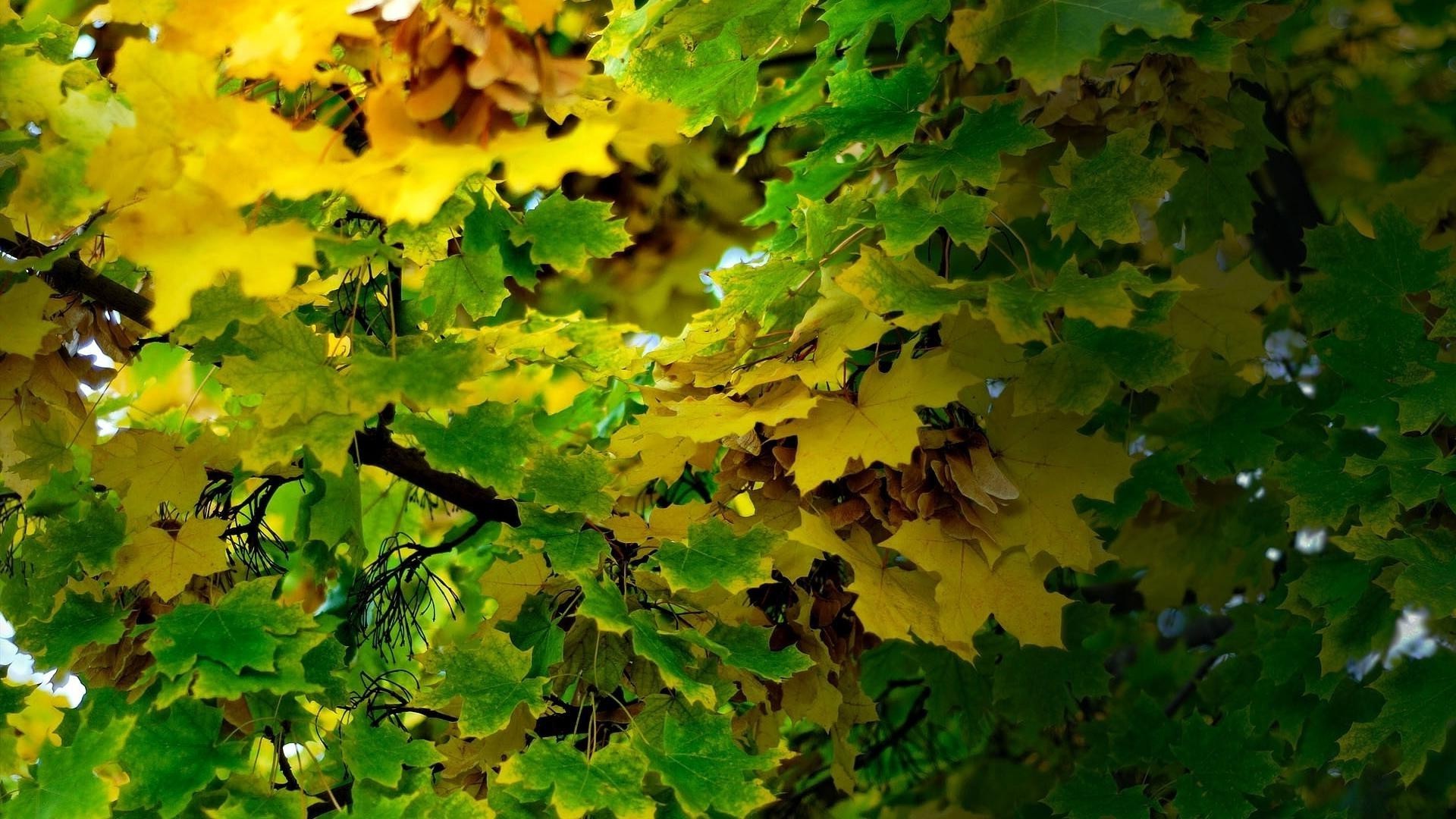 leaves leaf fall nature bright growth tree outdoors maple flora wood season lush fair weather color sun desktop branch environment