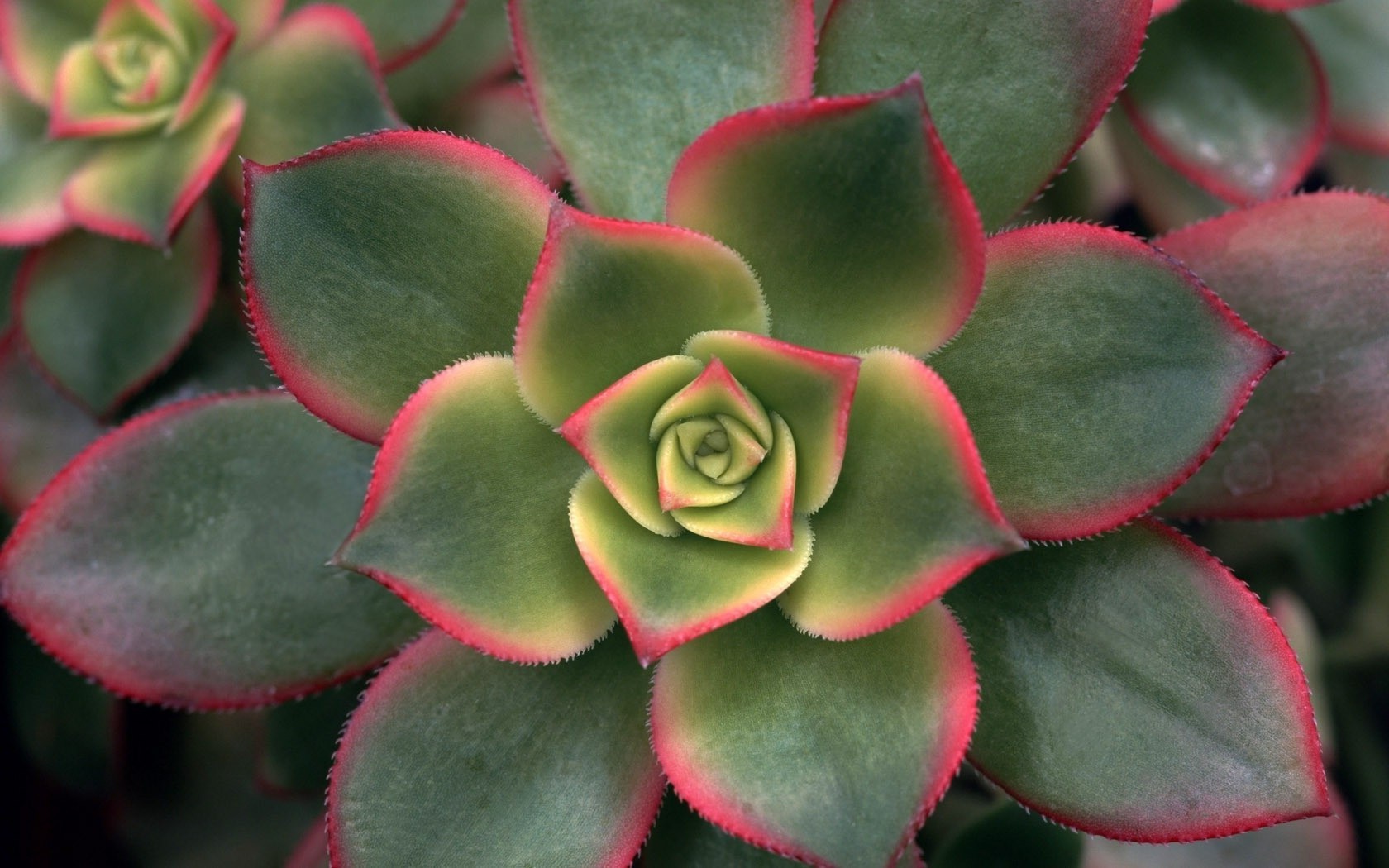 fleurs succulent cactus flore colonne vertébrale nature feuille couleur charnu épineux bureau gros plan plante d intérieur jardin fleur spike fruits décoration à proximité texture