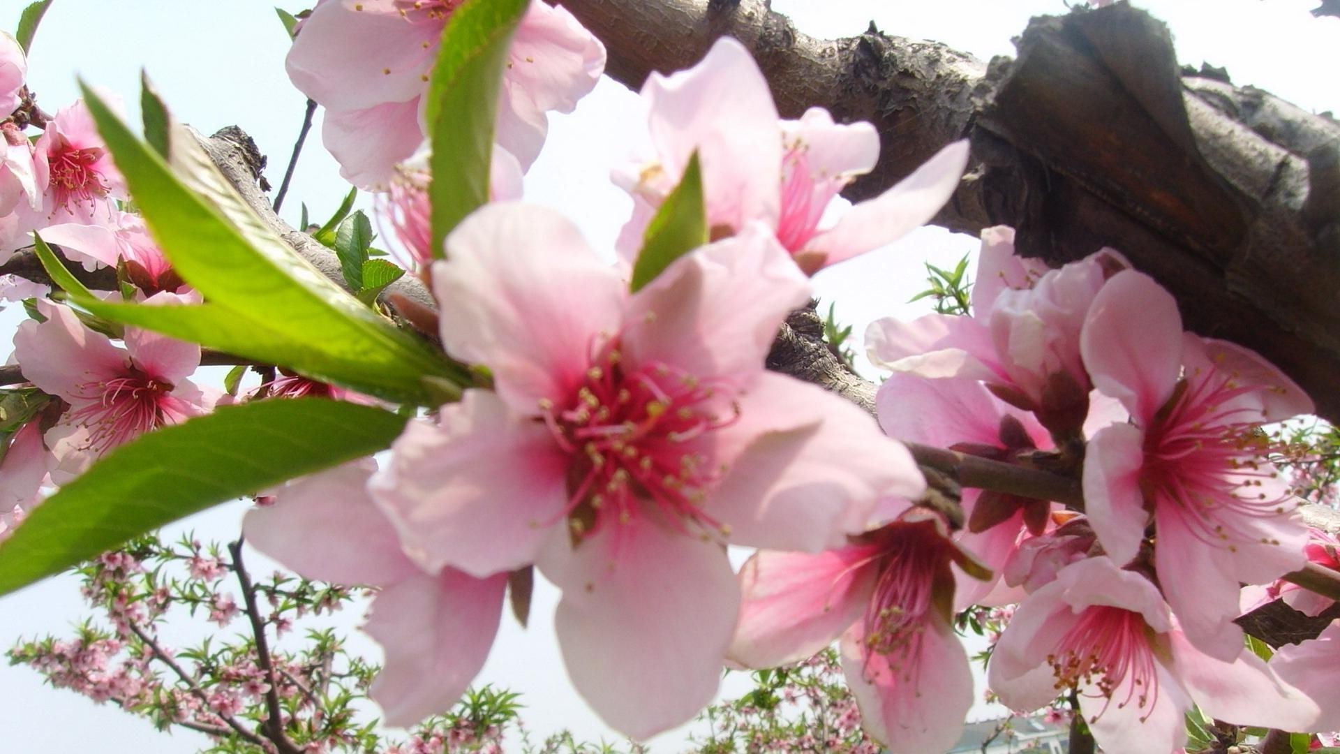 blumen blume natur flora blatt blühen zweig garten blütenblatt floral baum kumpel kirsche schön wachstum zart hell saison schließen sommer