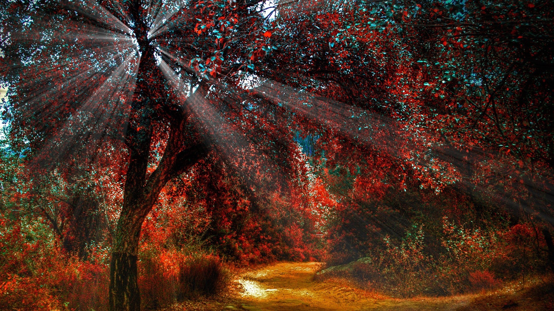 feuilles automne bureau arbre résumé texture feuille art couleur nature paysage