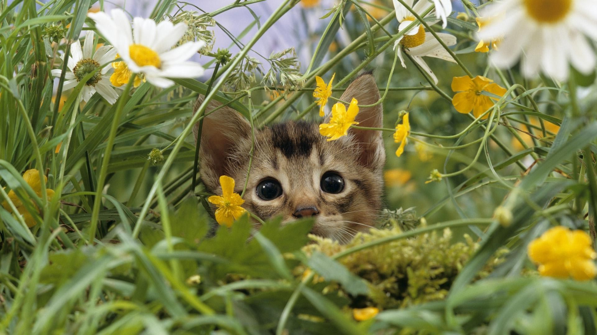 chats nature fleur herbe champ été foin peu flore à l extérieur pâques