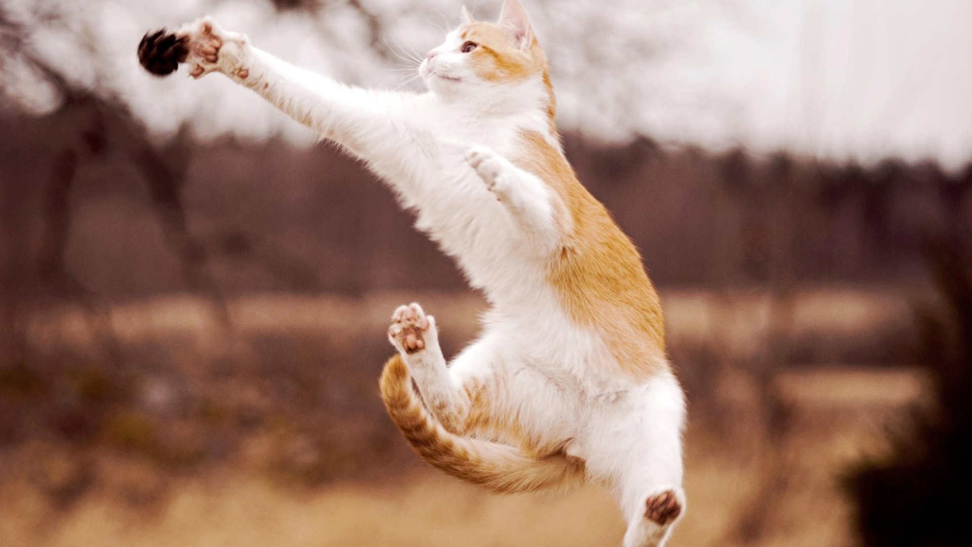 katzen natur im freien säugetier tier tierwelt katze eine niedlich wild winter