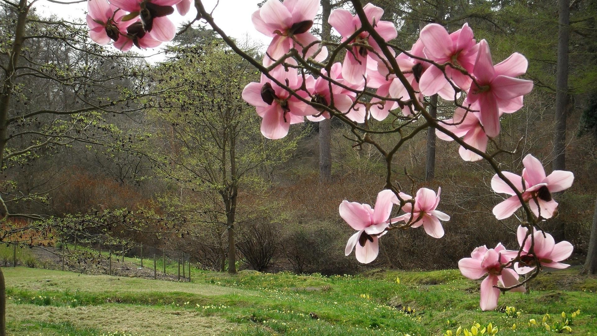 fields meadows and valleys flower flora nature garden tree blooming summer season petal branch color park leaf outdoors bright floral