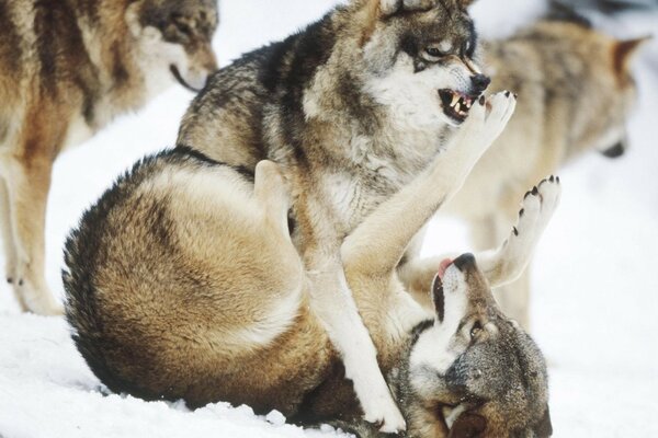 La lutte des loups pour la place