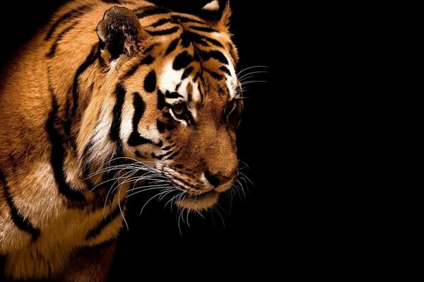 Contrasting portrait of a tiger. Cats from the wild