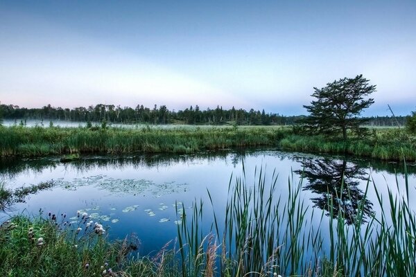 Kleiner schöner Teich und Dickicht