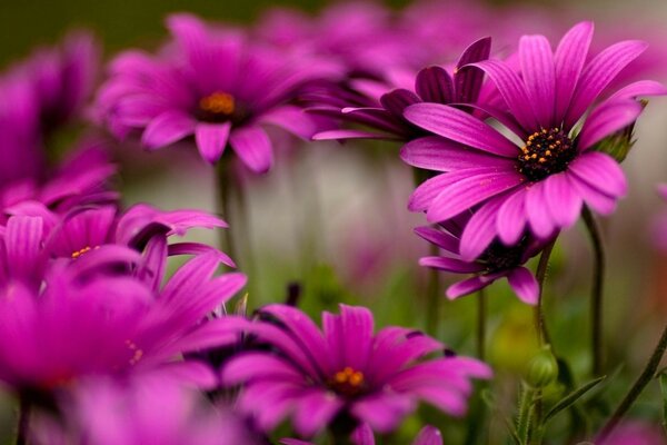 Fleurs lumineuses dans la Prairie