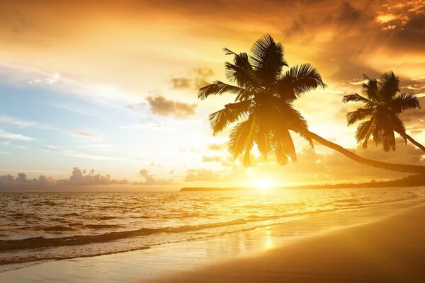 Sonnenuntergang am sandigen Strand. Sonnenuntergang und Palmen