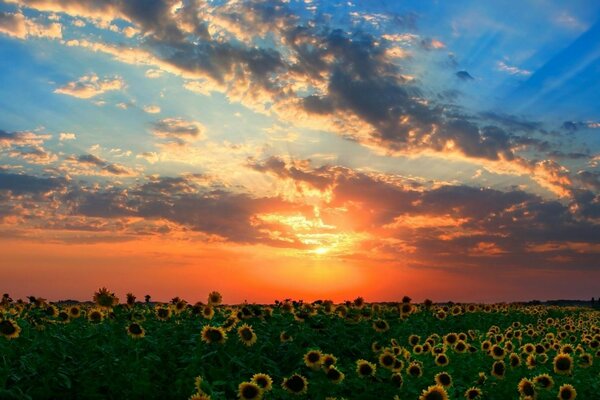 Sonnenblume im Feld bei Sonnenuntergang