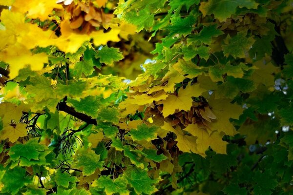 Herbst berührt Ahornblätter