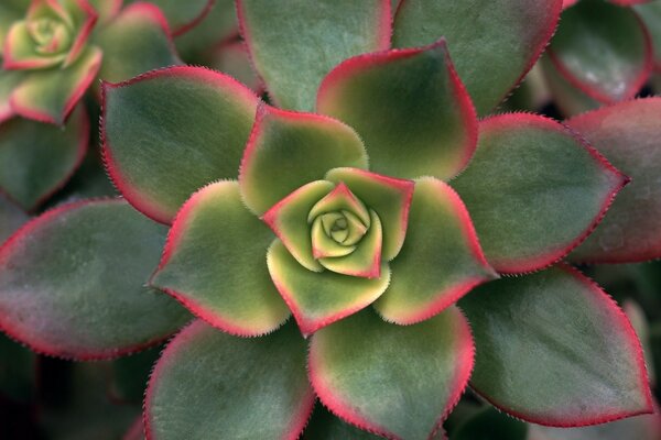 Es sólo una flor irreal