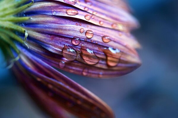 Regentropfen, die von der Blume abfließen