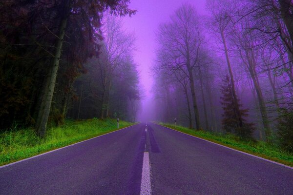 A misteriosa e fascinante estrada da floresta