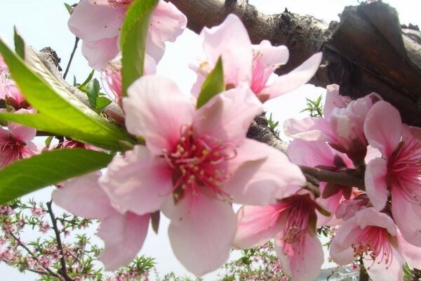 Flora Natura liść i kwiat