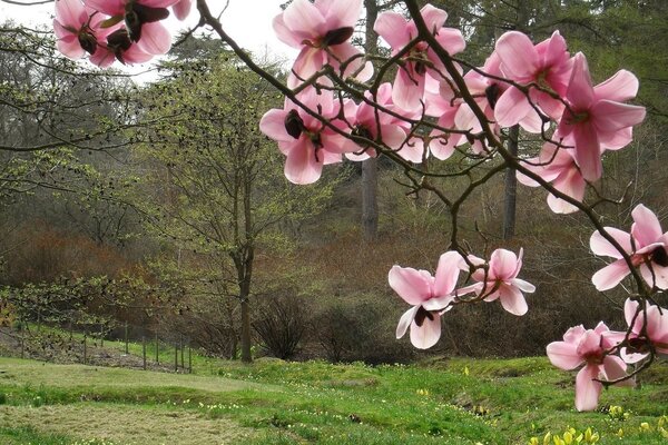 A branch of pink flowers on a green forest background