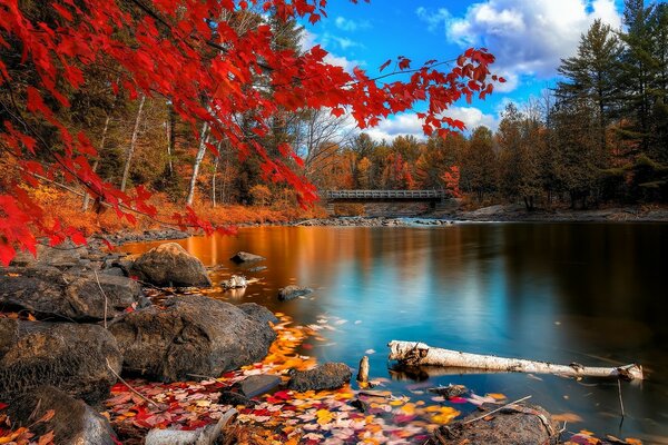 Autunno foglia bellissimo paesaggio