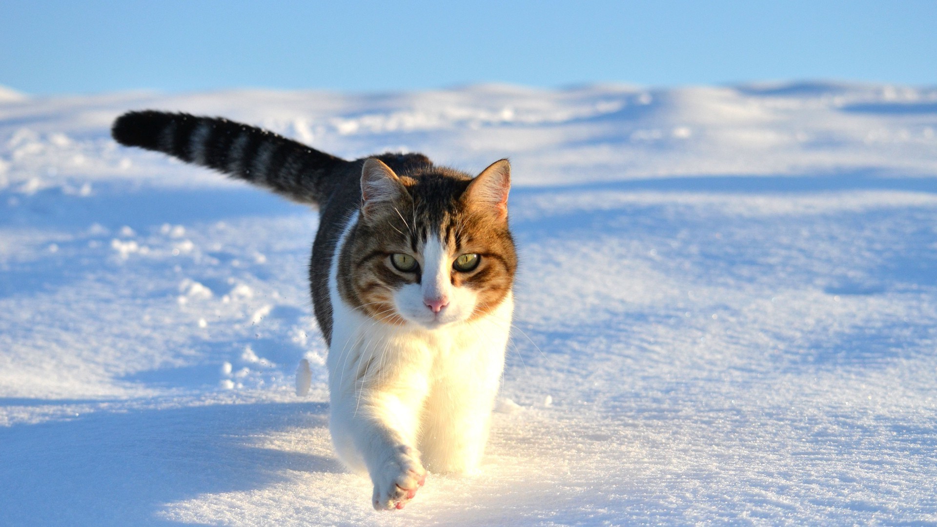 katzen schnee niedlich natur eine winter säugetier im freien haustier katze porträt tier kälte