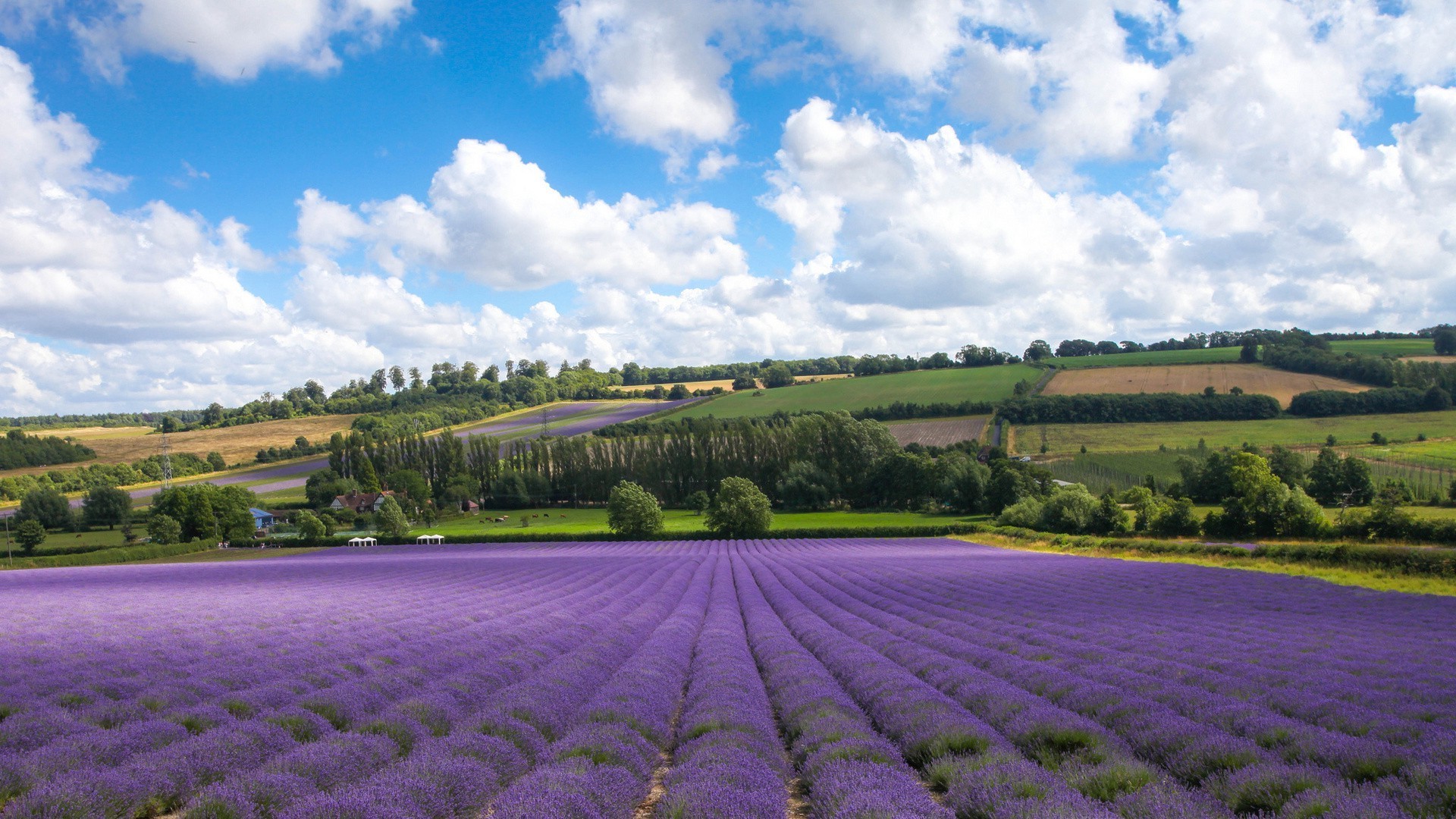 fields meadows and valleys agriculture landscape farm outdoors flower nature field rural summer countryside growth scenic flora tree farmland sky cropland soil pasture