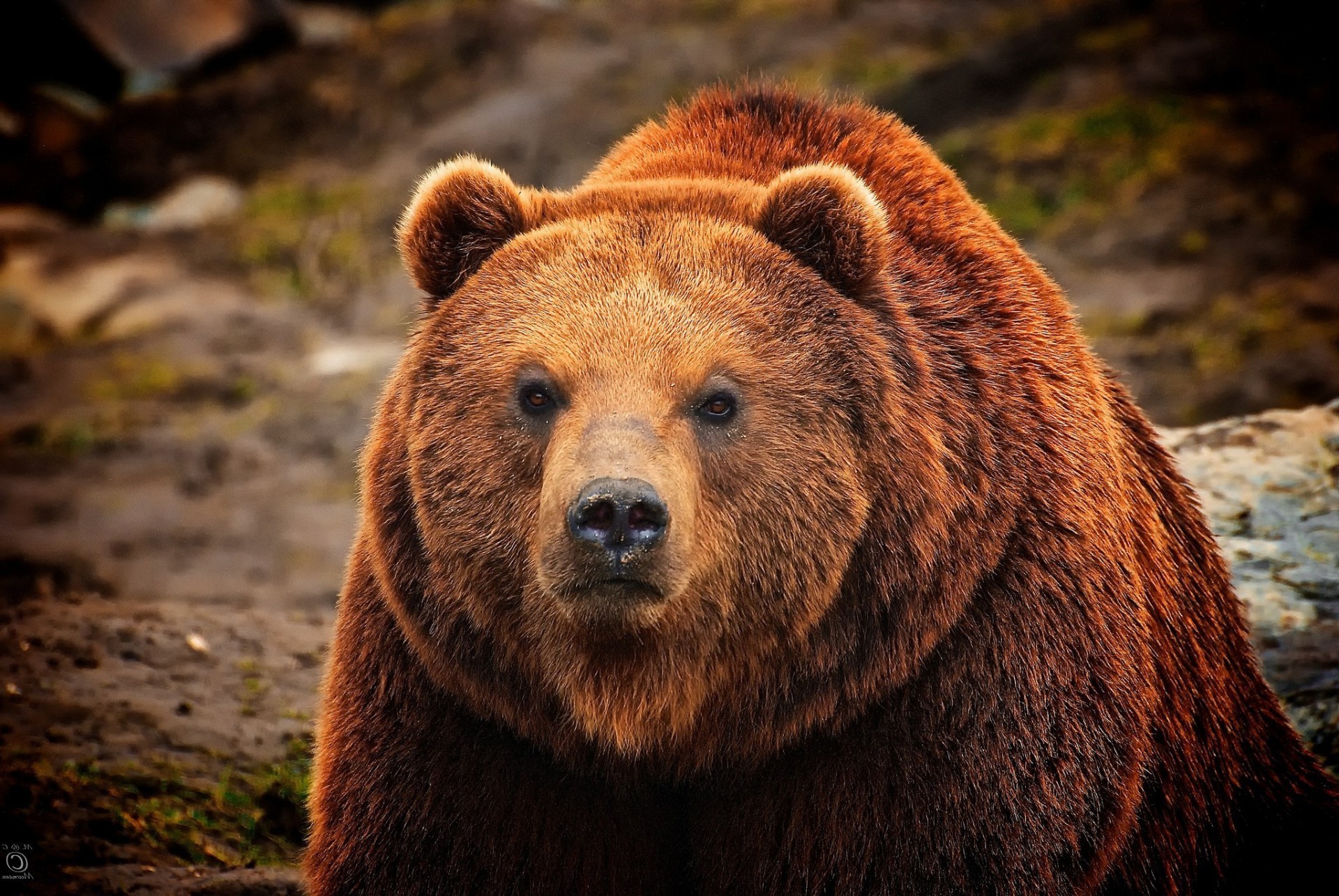 ours faune mammifère nature prédateur sauvage grizzly fourrure animal à l extérieur danger