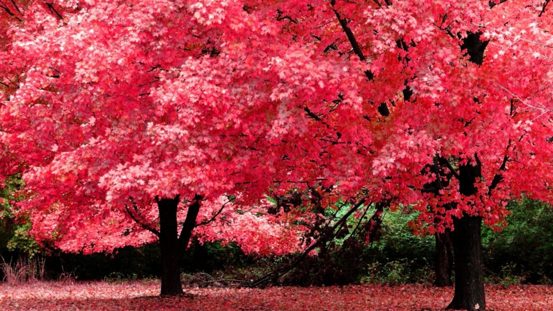 árboles hoja naturaleza árbol al aire libre temporada parque otoño flora brillante jardín rama flor color crecimiento