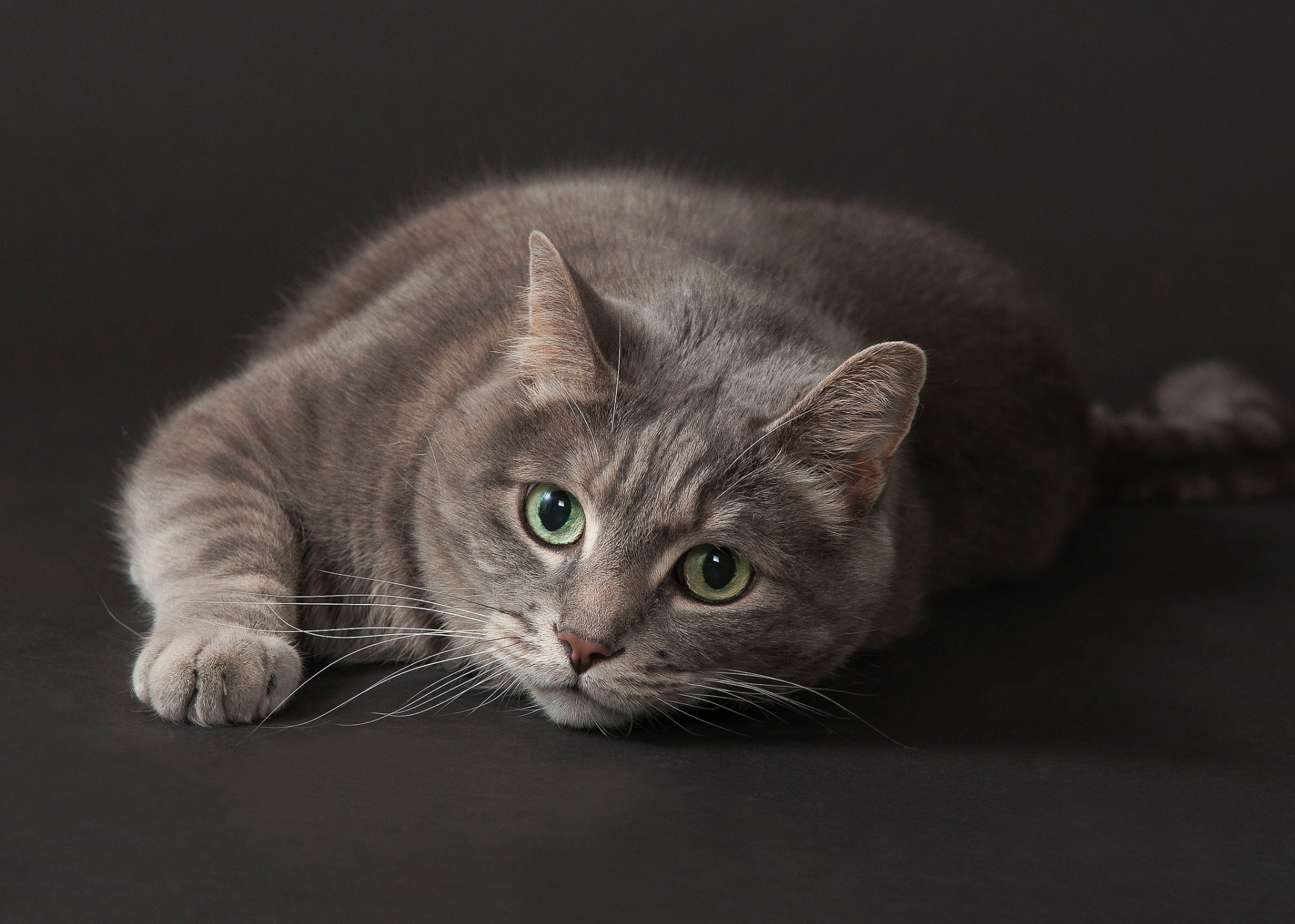 katze katze porträt haustier tier auge niedlich kätzchen säugetier ein fell inländische