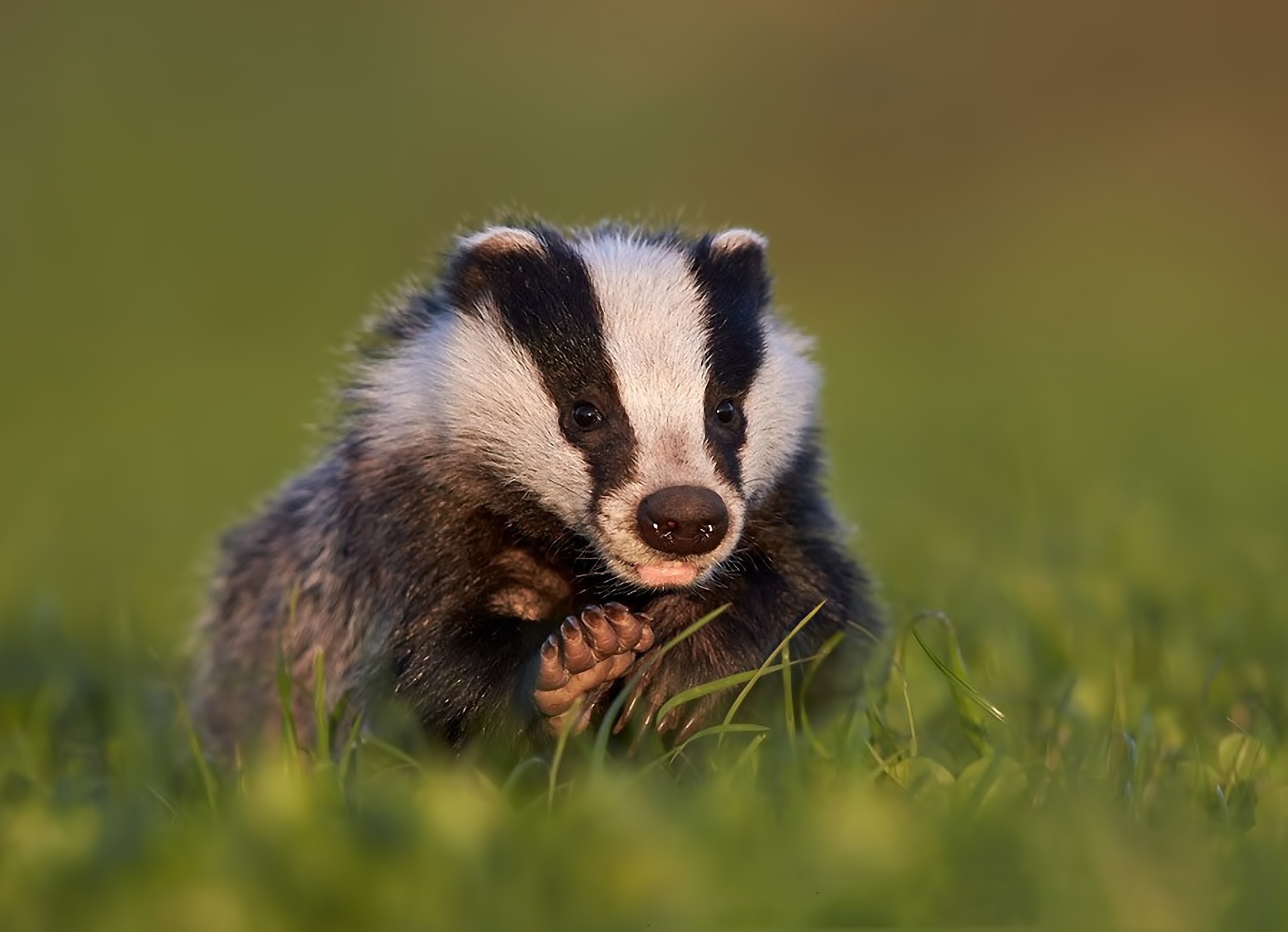 animaux mammifère la faune animal nature mignon herbe à l extérieur fourrure sauvage petit