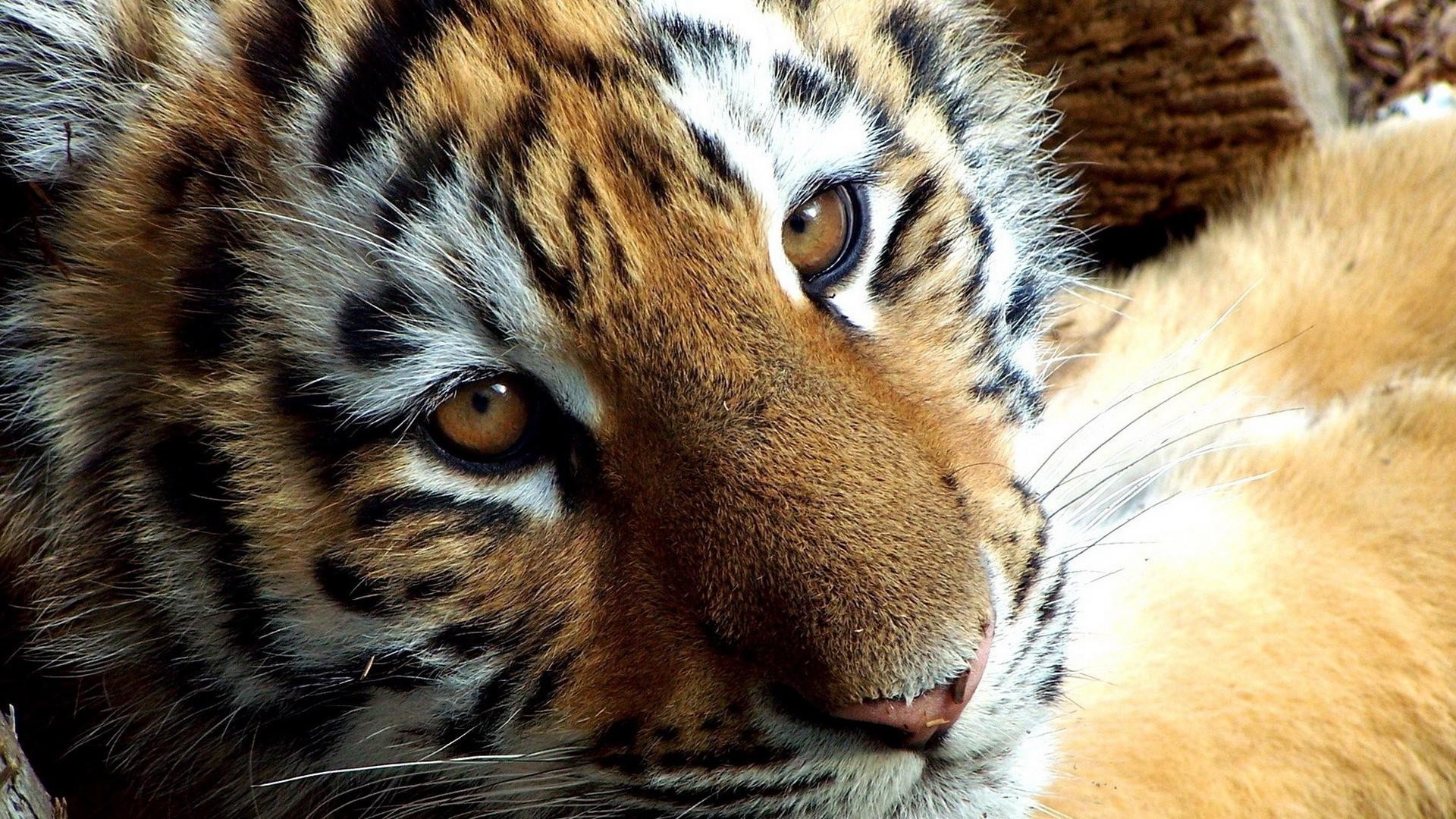 tigres chat tigre faune animal mammifère zoo fourrure prédateur grand portrait sauvage chasseur mangeur de viande oeil safari bande à la recherche sibérien nature jungle