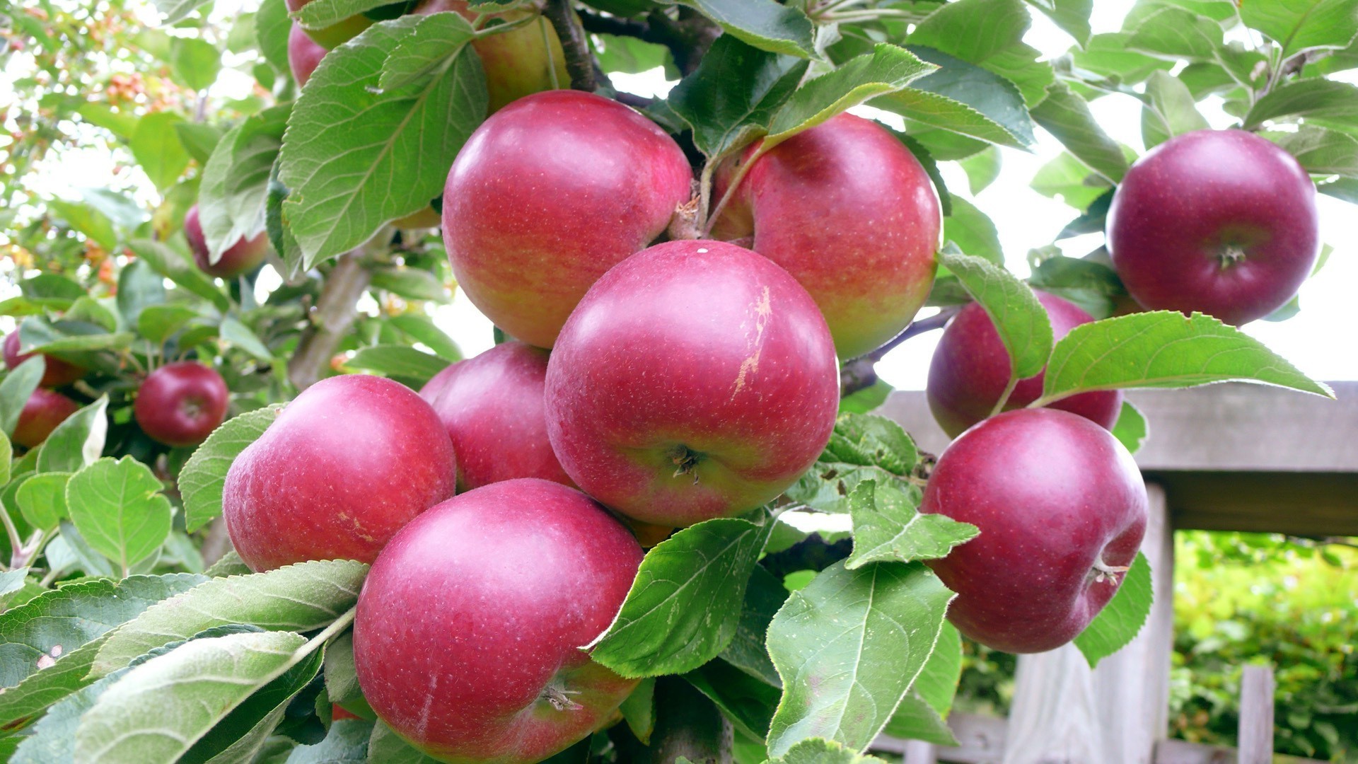 obst apfel blatt weide gesundheit essen saftig natur essen gesund lecker garten gebäck ernährung sommer landwirtschaft vitamin frische saft