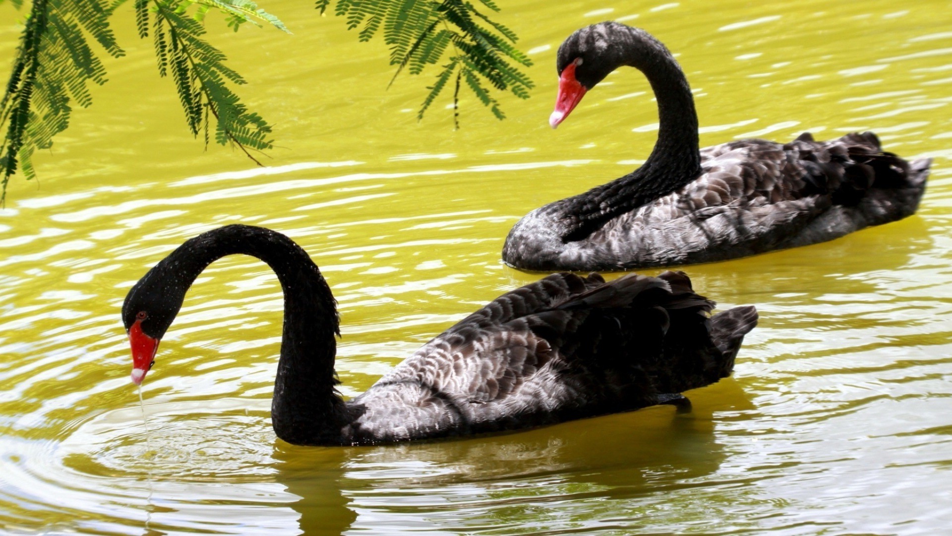 animais natação pássaro água cisne piscina lago natureza água pena pato bico vida selvagem rio ao ar livre reflexão pescoço animal selvagem aves