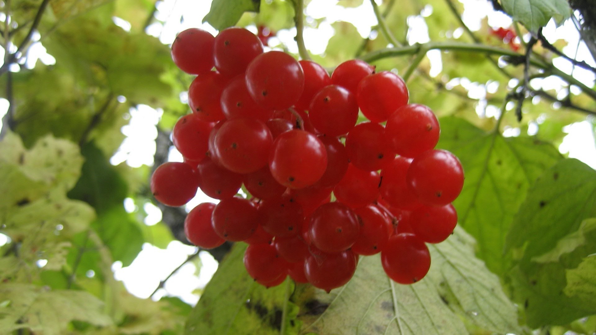 baies fruits baie alimentaire en bonne santé juteux nature pile feuille confiserie régime alimentaire délicieux jardin santé été grandir pâturage alimentaire gros plan branche