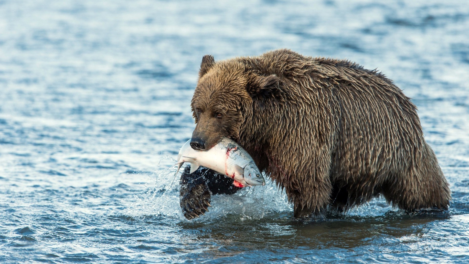 orsi acqua mammifero fauna selvatica all aperto natura grizzly