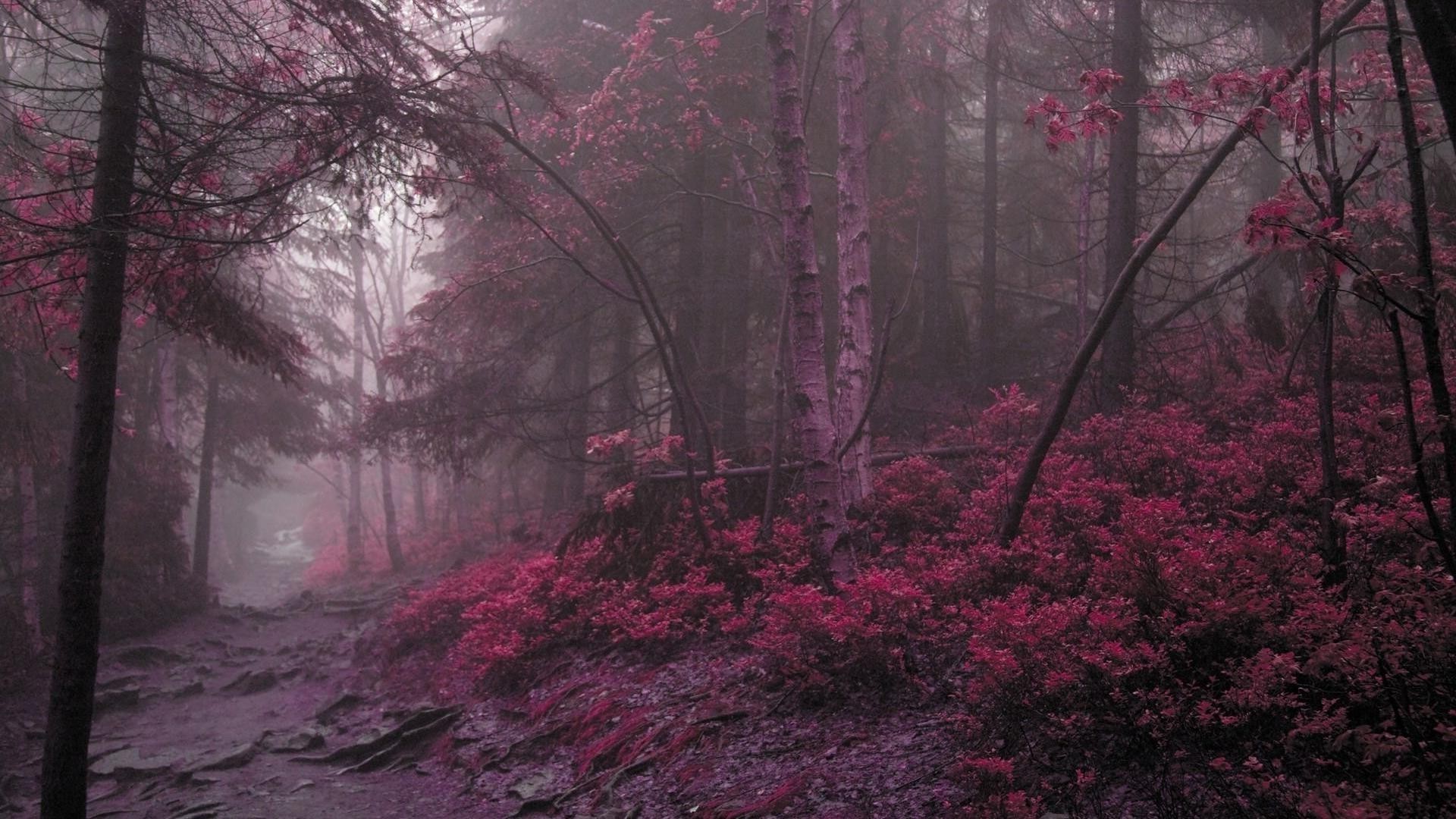 paisagens árvore paisagem outono parque inverno ramo madeira temporada folha cor névoa flor amanhecer natureza luz ambiente tempo neve