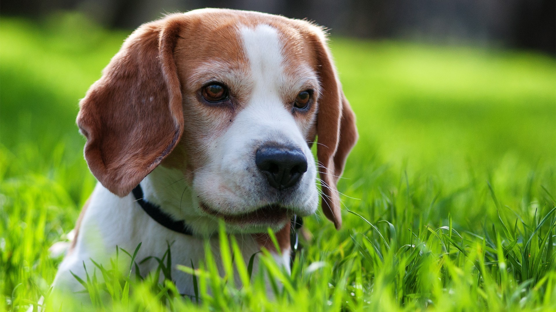 dogs grass dog animal cute mammal pet puppy canine nature portrait young sit adorable hayfield breed field beagle domestic