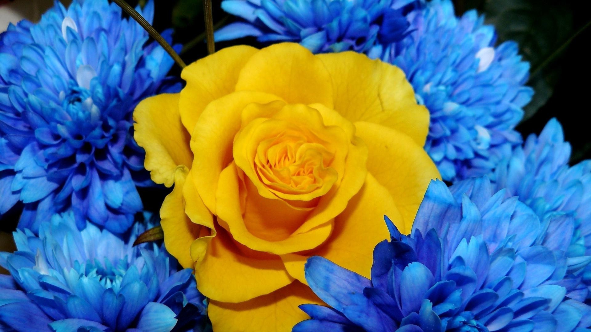 природа цветы синие красные желтый nature flowers blue red yellow загрузить