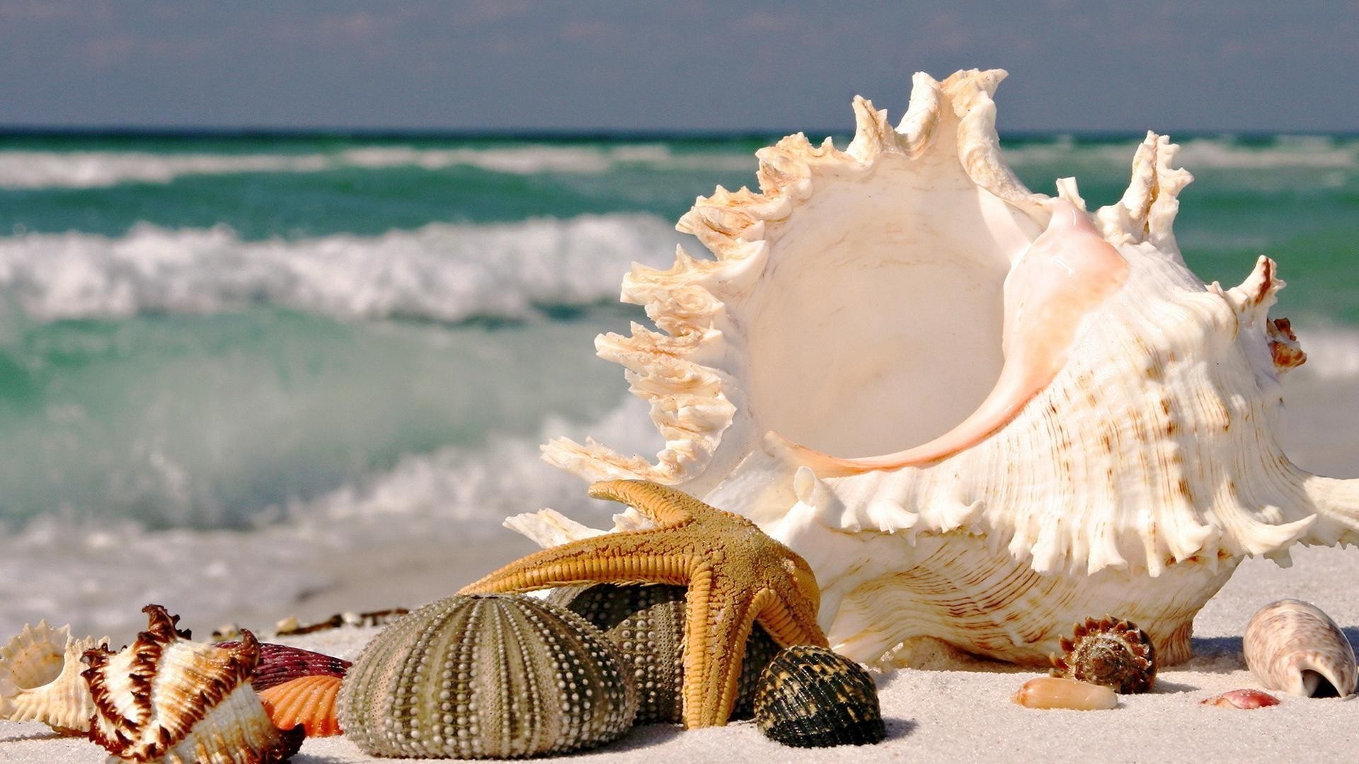 marine life beach sea seashell seashore ocean sand starfish shell water tropical summer conch marine seaside relaxation shellfish vacation shore travel nature