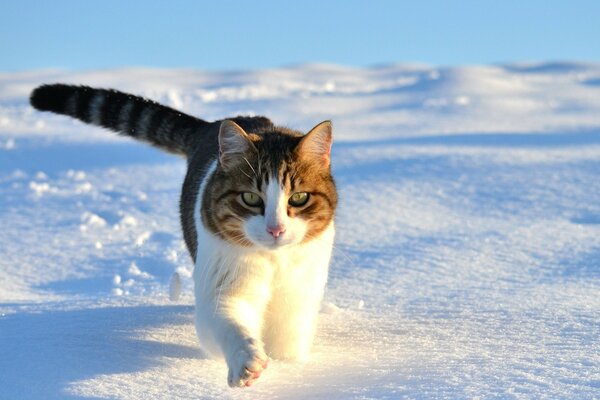 条纹猫在雪地里奔跑