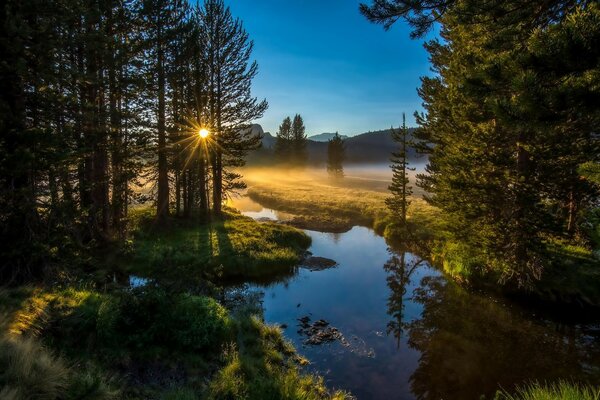 Beautiful sunrise among the trees