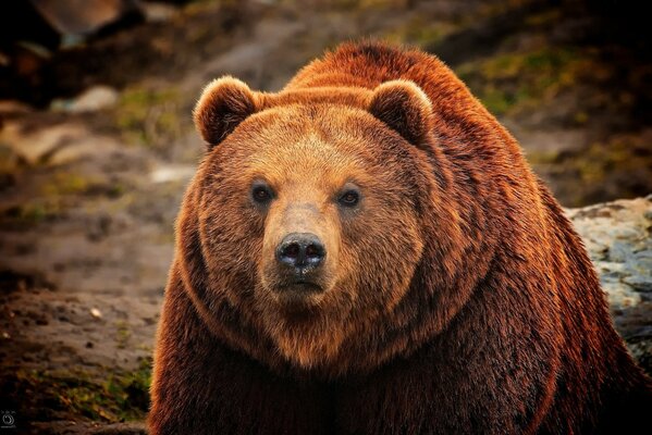 Brown bear stares intently