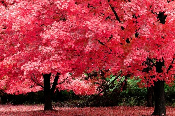 Trees of unusual beautiful coloring