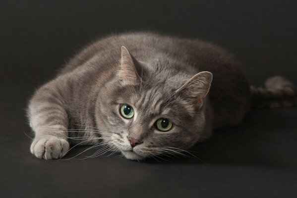 A green-eyed cat poses for a portrait