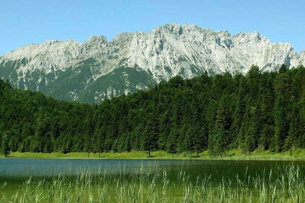 Пейзаж гор в дали и леса