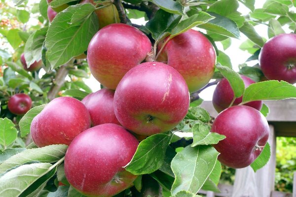 Manzanas rojas para un estilo de vida saludable