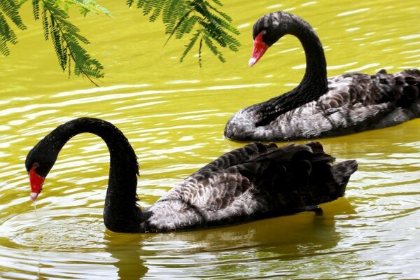 池塘里的两只黑天鹅