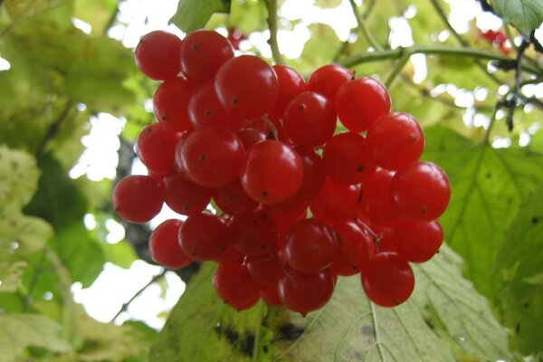 Viburnum branch with green leaves