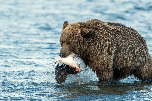 Oso cogió la presa y la arrastra a algún lugar