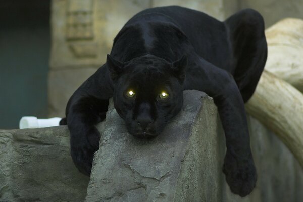 Ein Panther mit leuchtenden grünen Augen