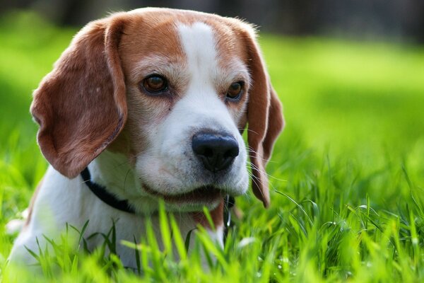 Ein Hund im grünen, saftigen Gras